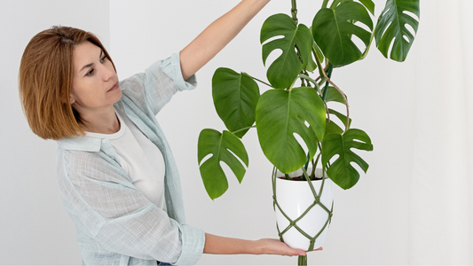Bring Nature Indoors with Stylish Macrame Plant Hangers from Crowns Cart