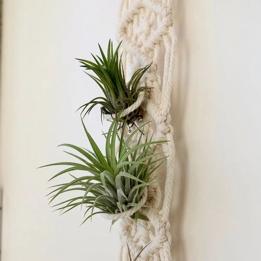 Handmade Macrame Plant Hanger | Cotton Rope Hanging Planter for Indoor Living Room, Balcony & Garden Décor
